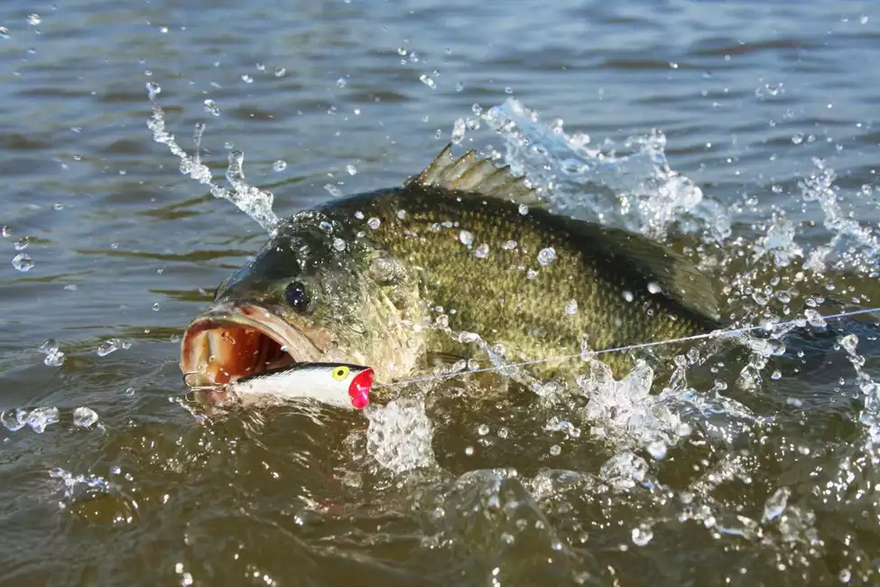 A photo of a largemouth bass